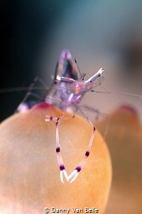 Shrimp poses nicely in front of the camera by Danny Van Belle 